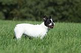 BOULEDOGUE FRANCAIS 775